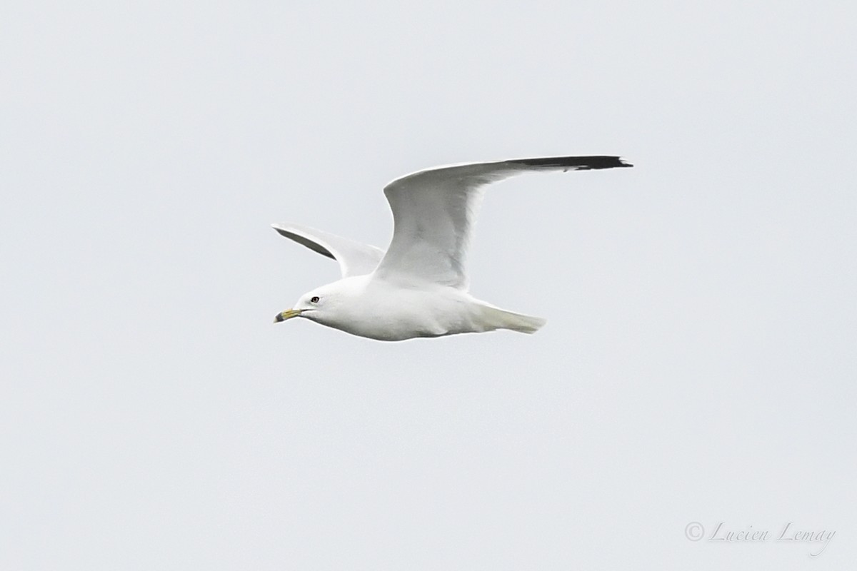 Ring-billed Gull - ML620895808