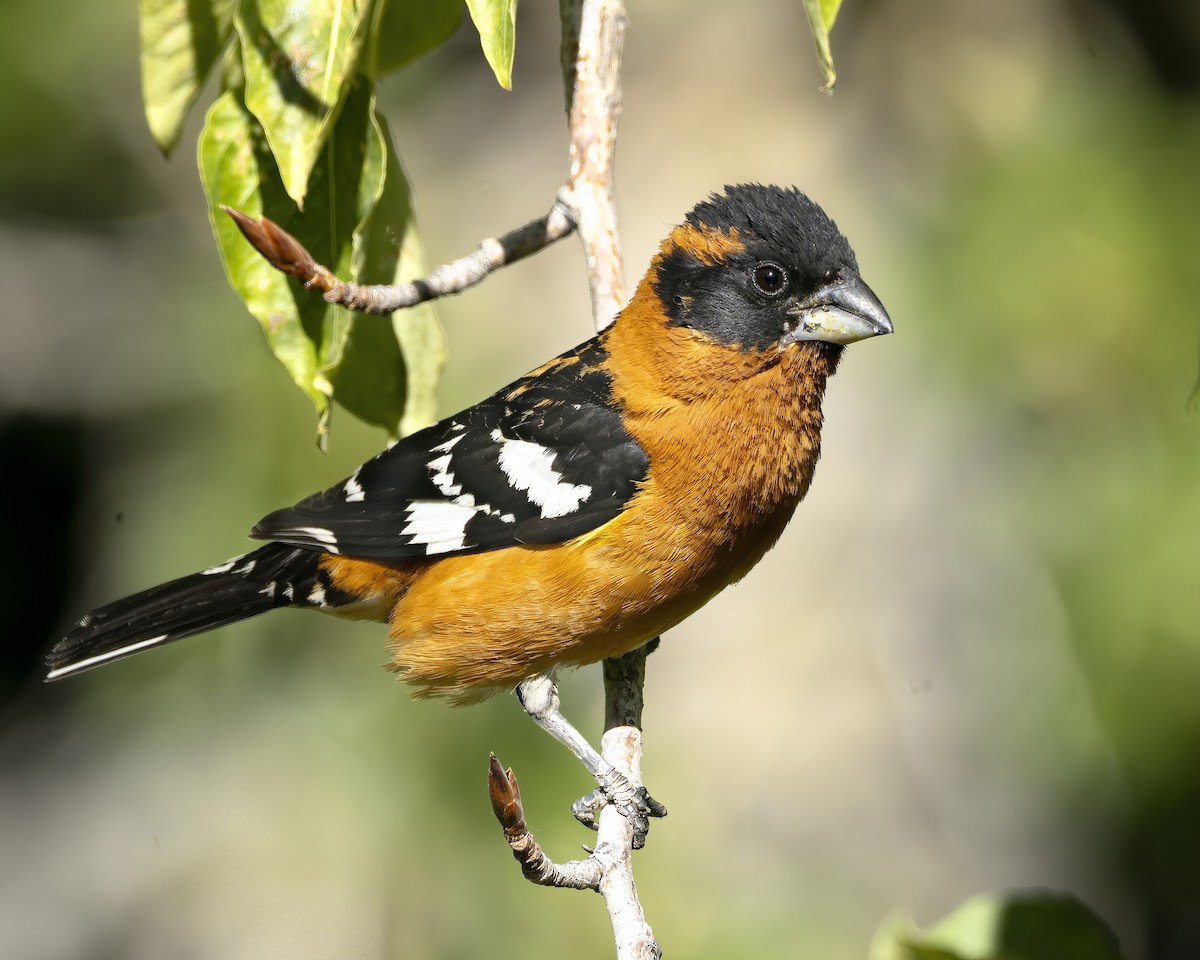 Black-headed Grosbeak - Mark Sawyer