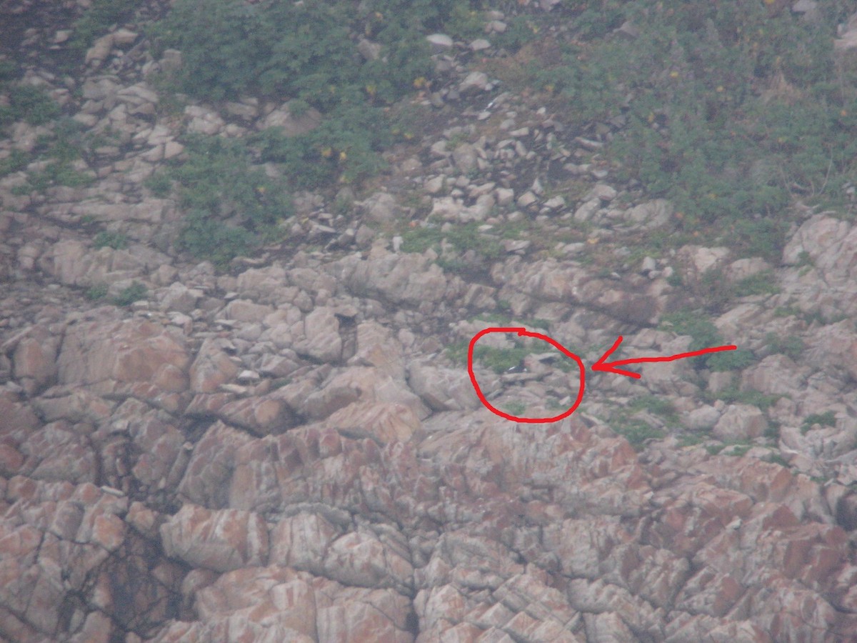 Eurasian Oystercatcher - ML620895810