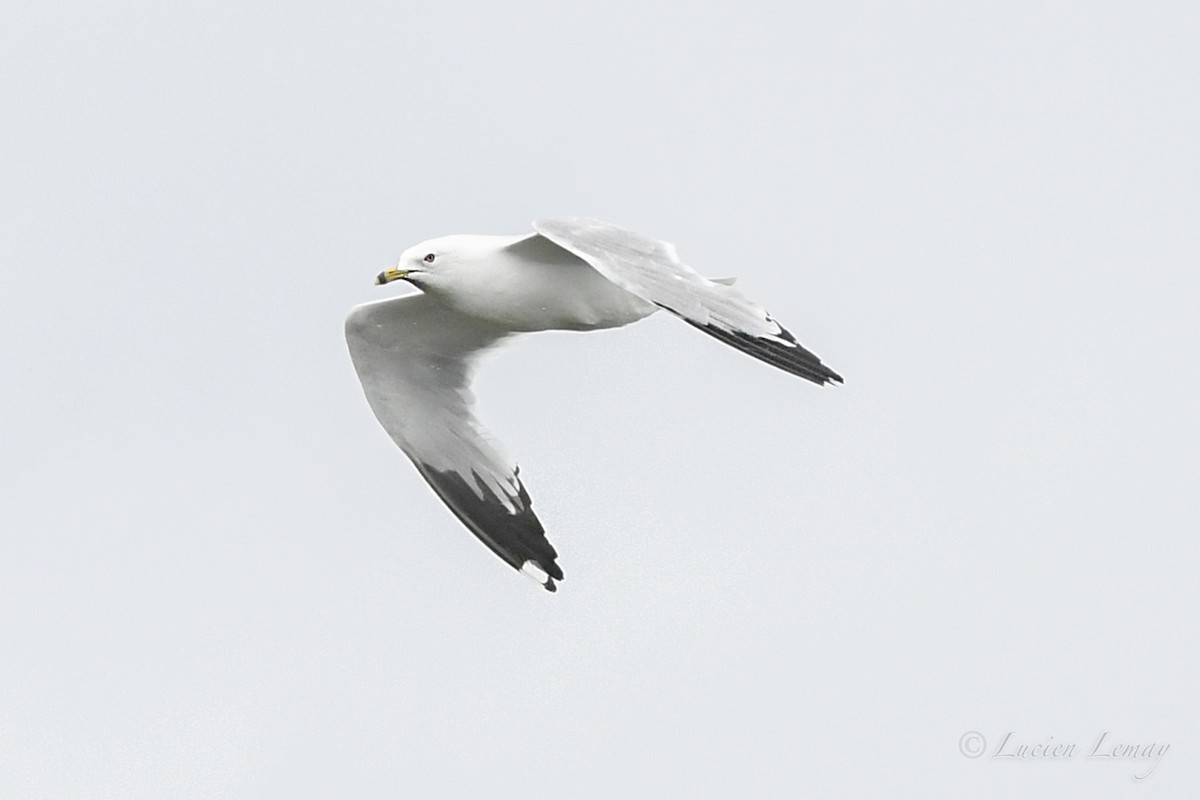 Ring-billed Gull - ML620895815