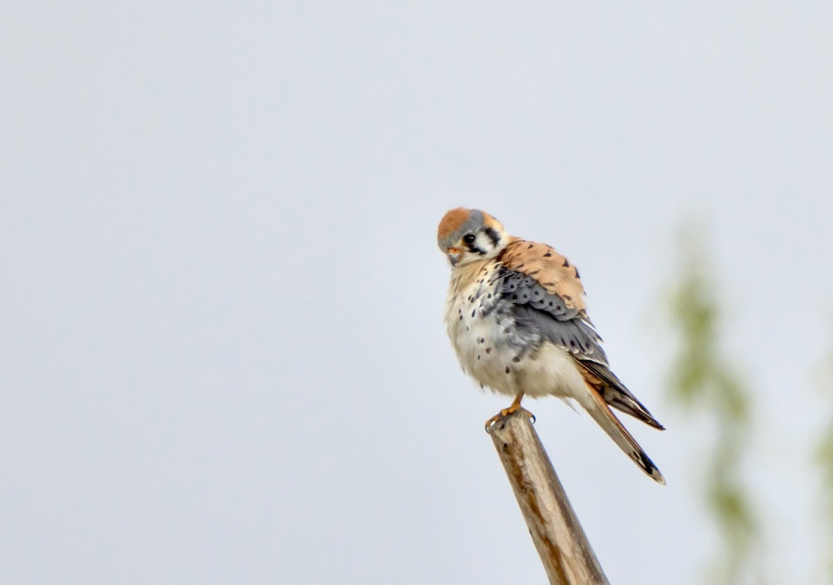 American Kestrel - ML620895819