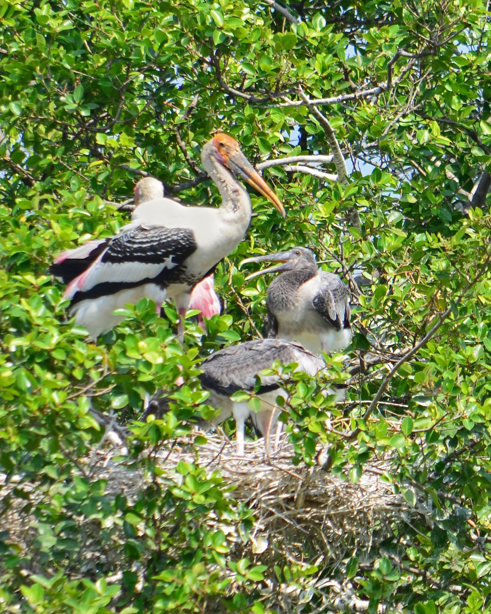 Painted Stork - ML620895821