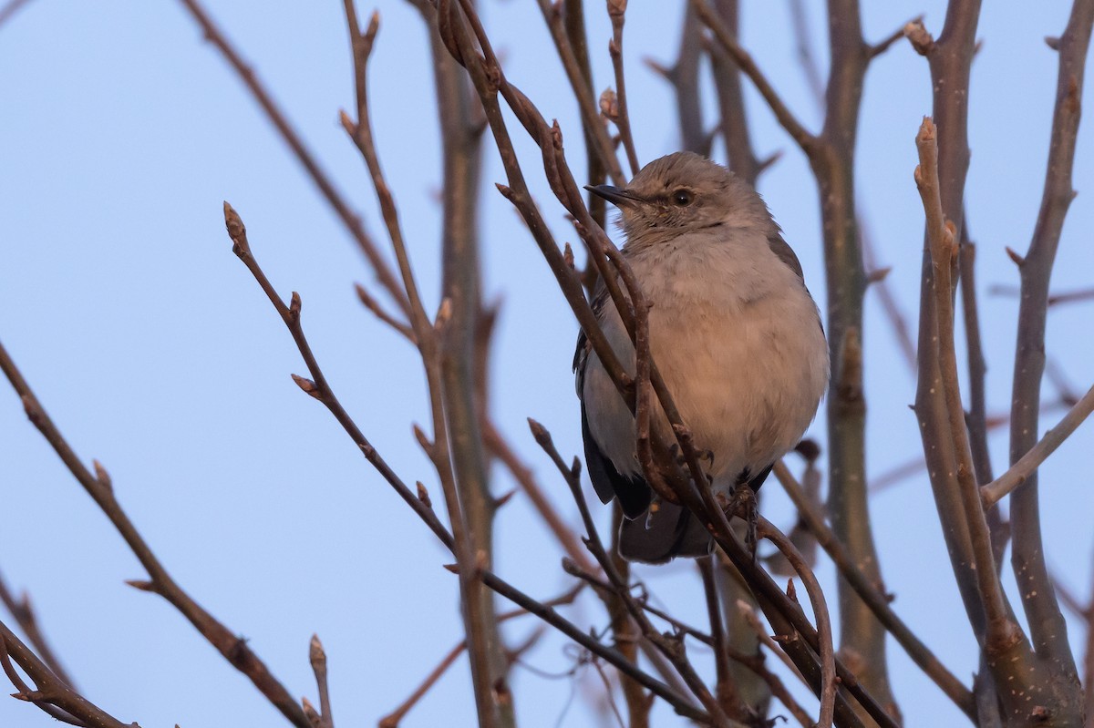 Northern Mockingbird - ML620895823