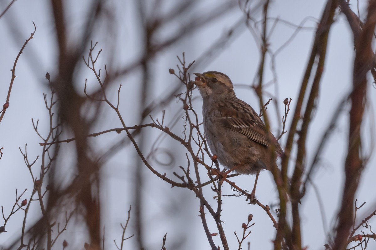 White-throated Sparrow - Stephen Davies