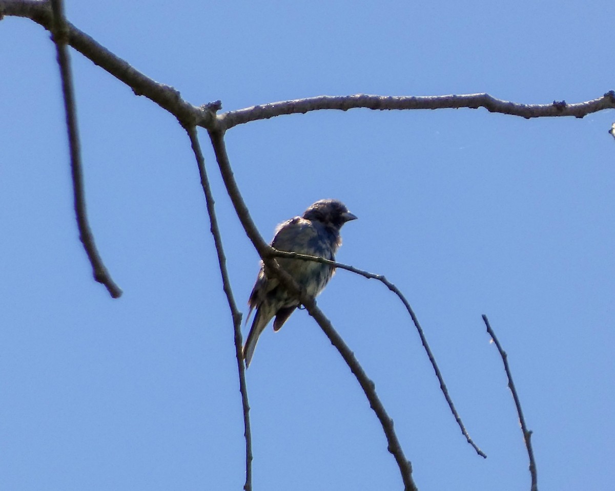 Indigo Bunting - ML620895825