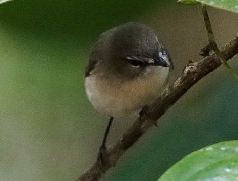 Large-billed Gerygone - ML620895829