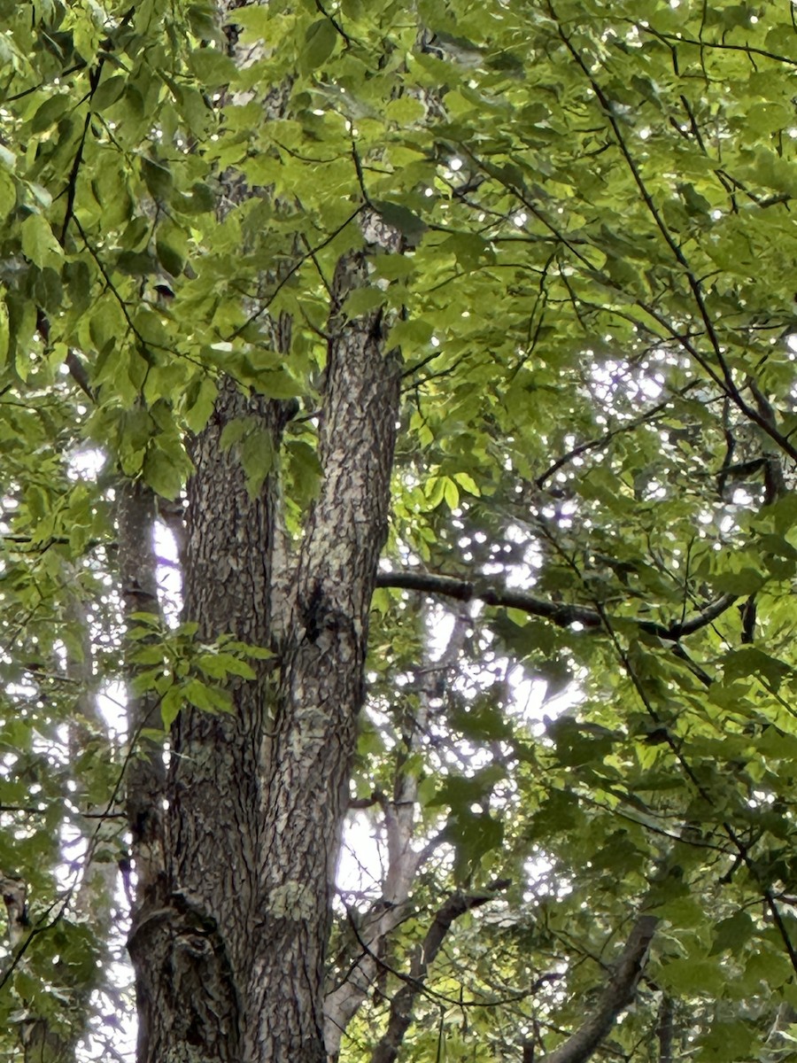 Yellow-bellied Sapsucker - ML620895834