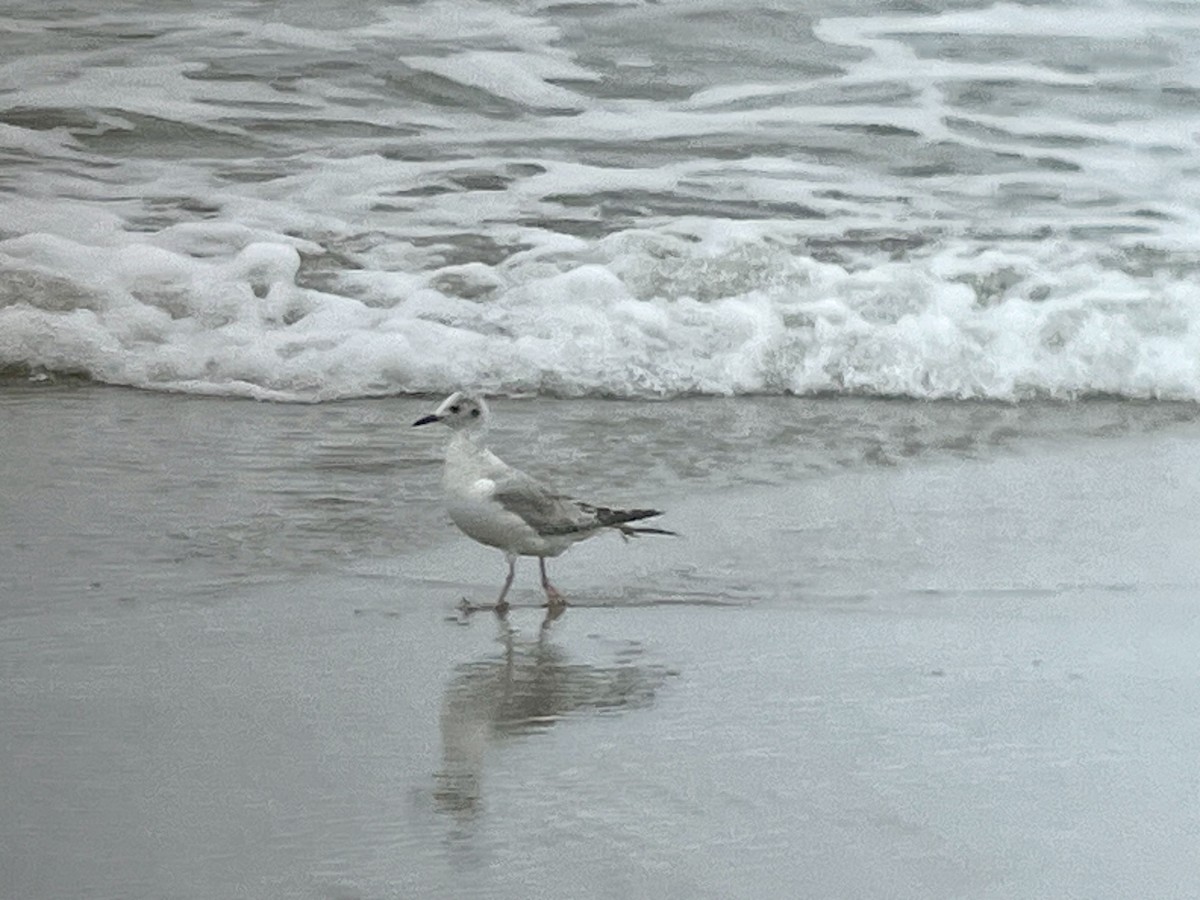 Bonaparte's Gull - ML620895835