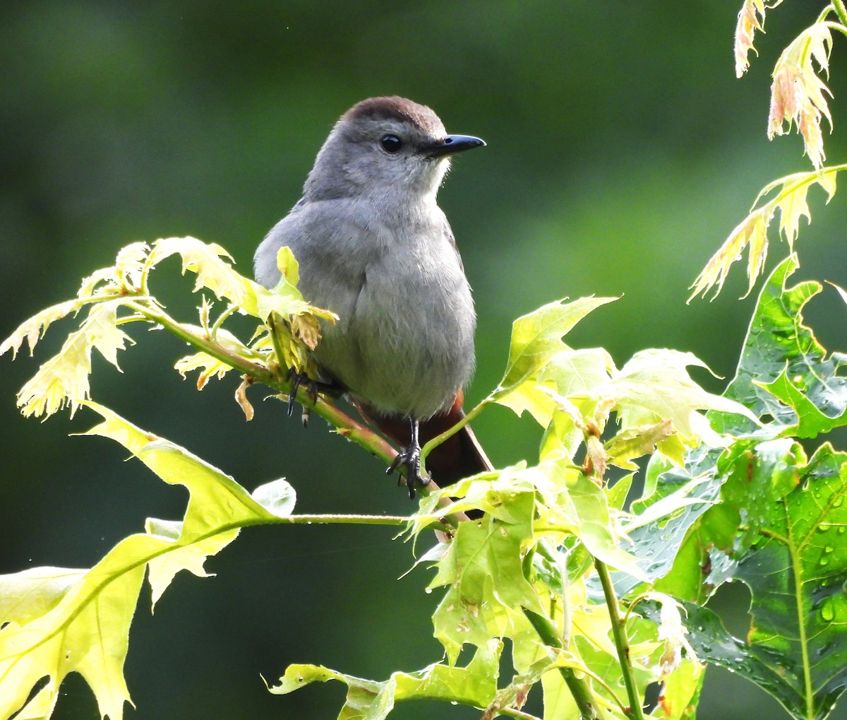 Gray Catbird - ML620895836