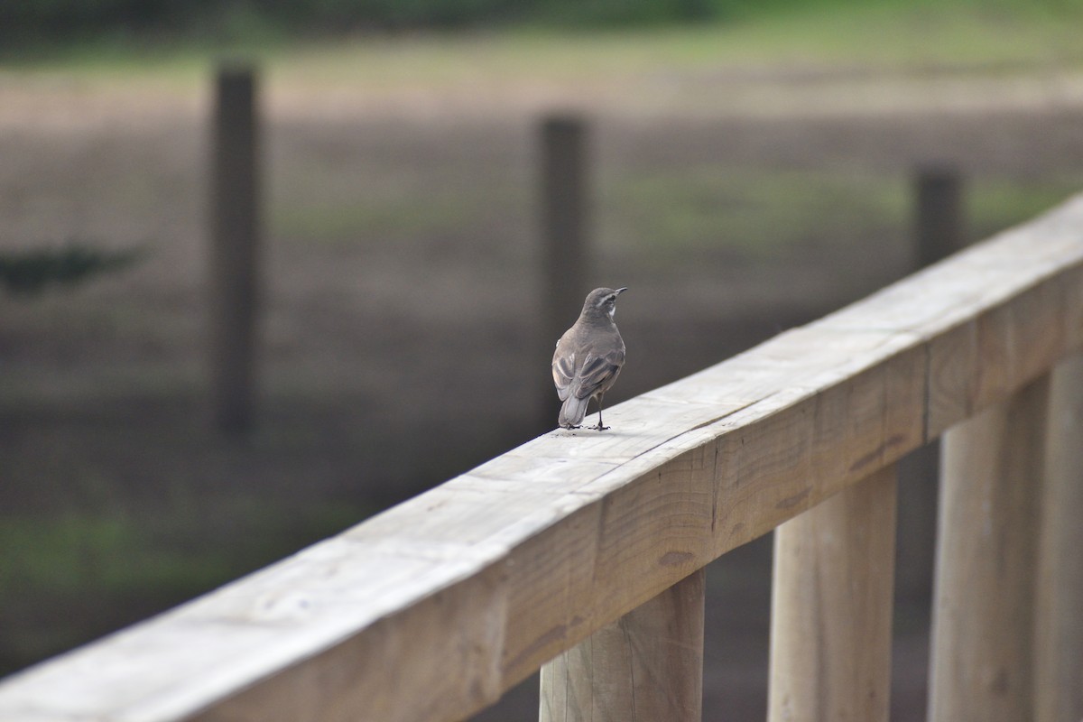 Buff-winged Cinclodes - ML620895837