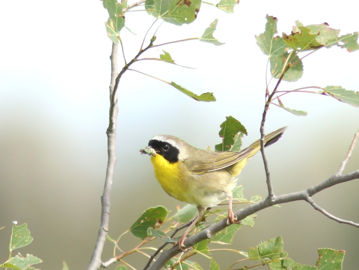 Common Yellowthroat - ML620895838