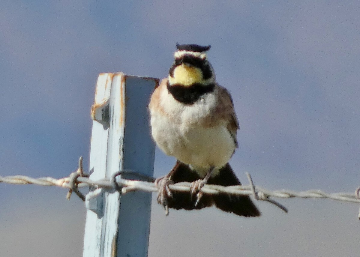 Horned Lark - ML620895842