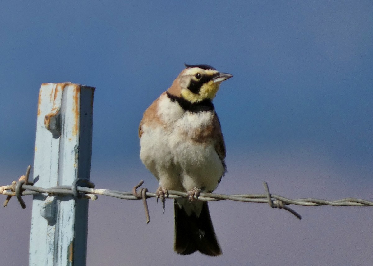 Horned Lark - ML620895843