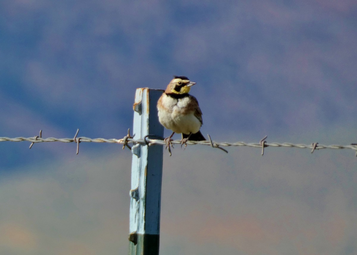 Horned Lark - ML620895844