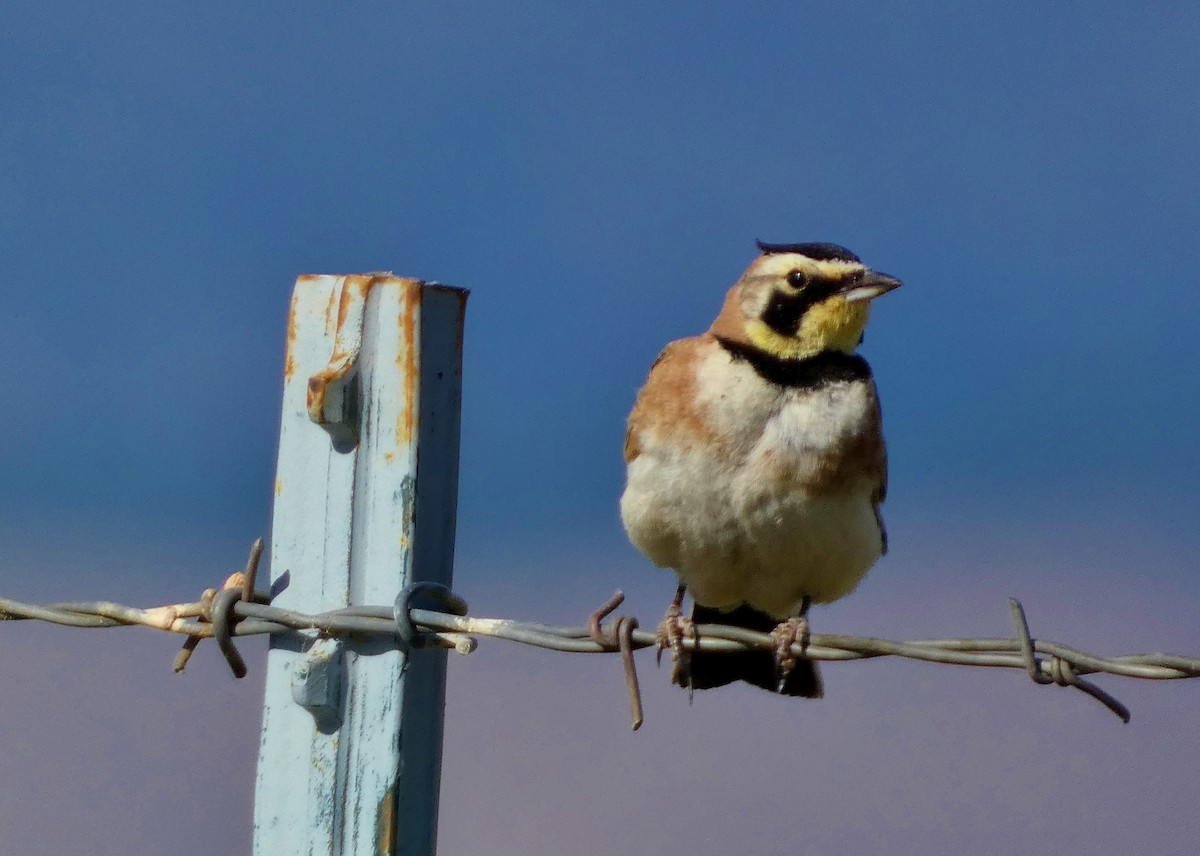 Horned Lark - ML620895845