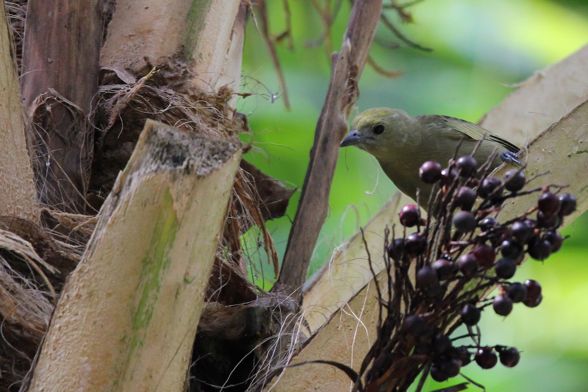 Palm Tanager - ML620895848