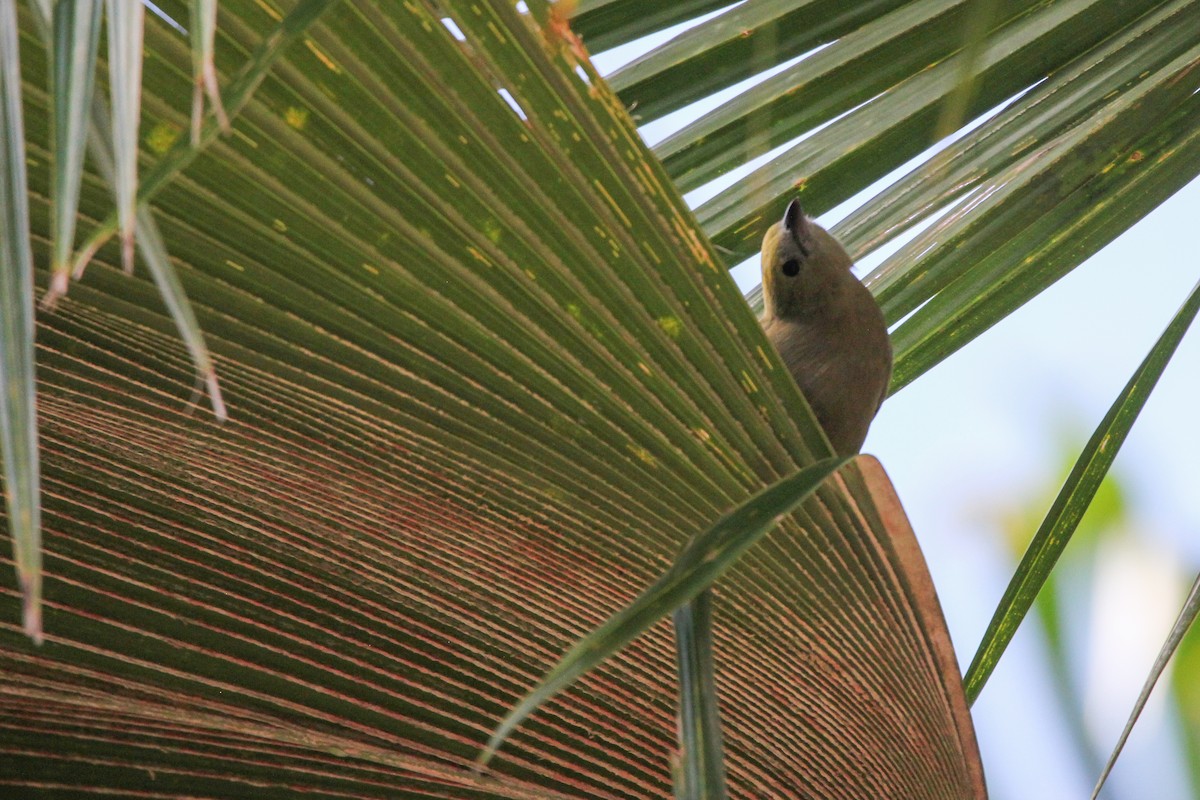 Tangara Palmera - ML620895849