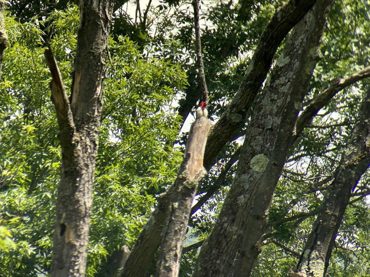 Red-headed Woodpecker - ML620895851