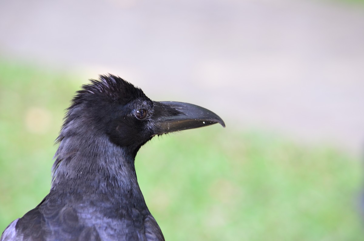 Large-billed Crow - ML620895854