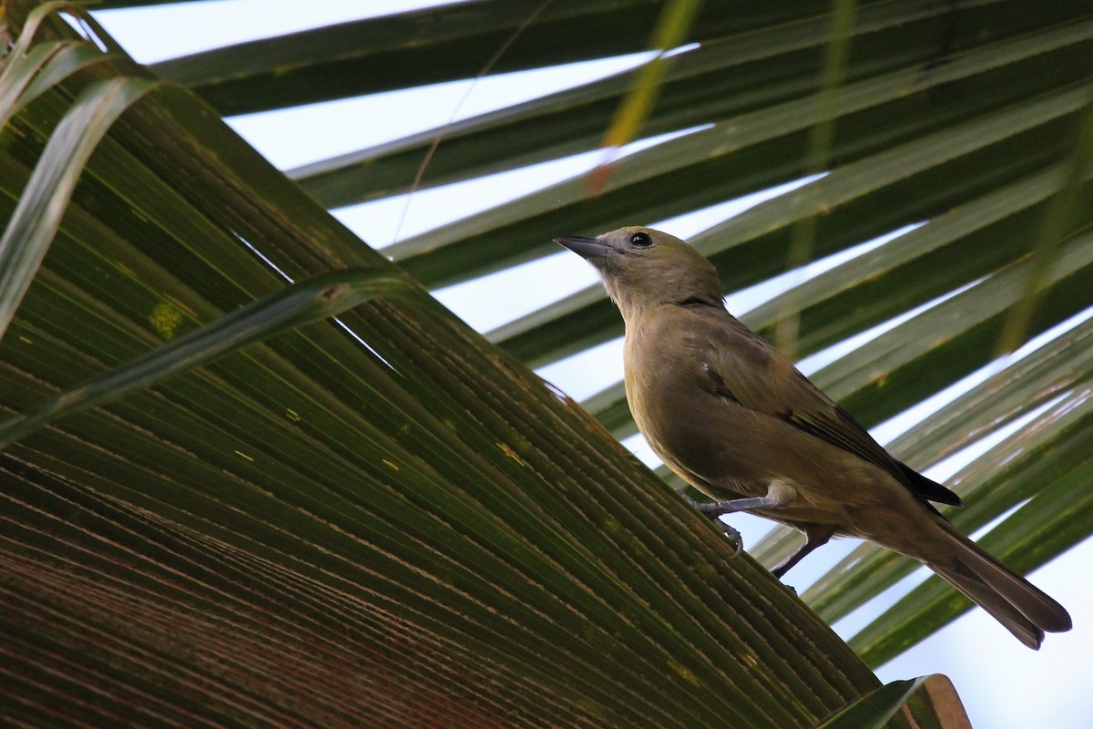 Palm Tanager - ML620895858