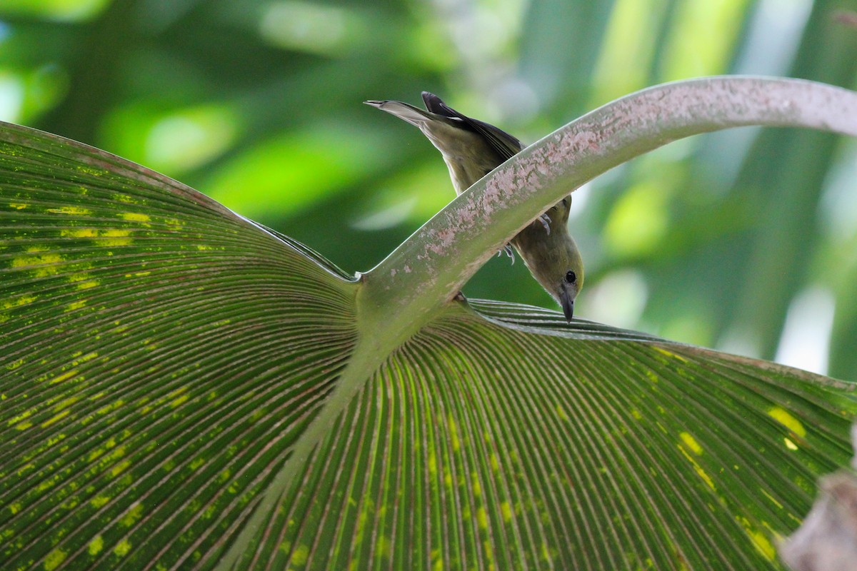 Palm Tanager - ML620895859