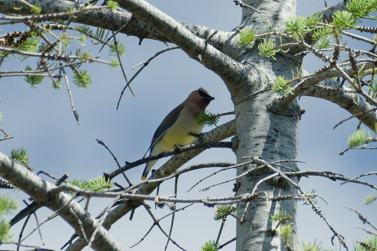 Cedar Waxwing - ML620895860