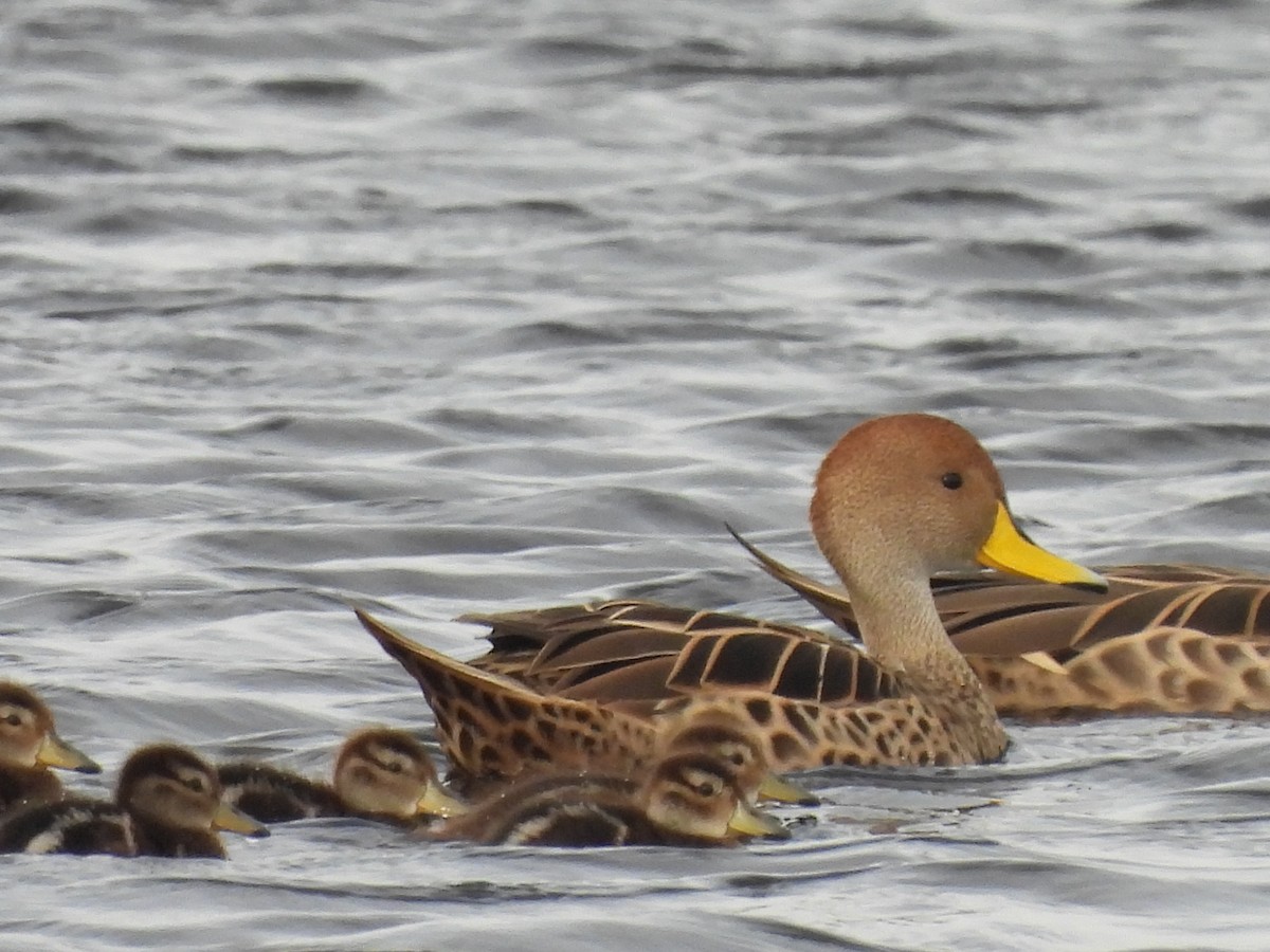 Yellow-billed Pintail - ML620895870