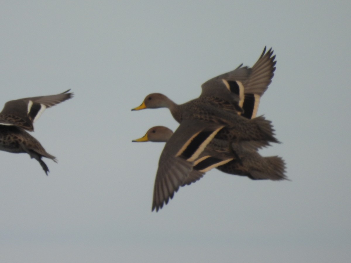 Yellow-billed Pintail - ML620895871