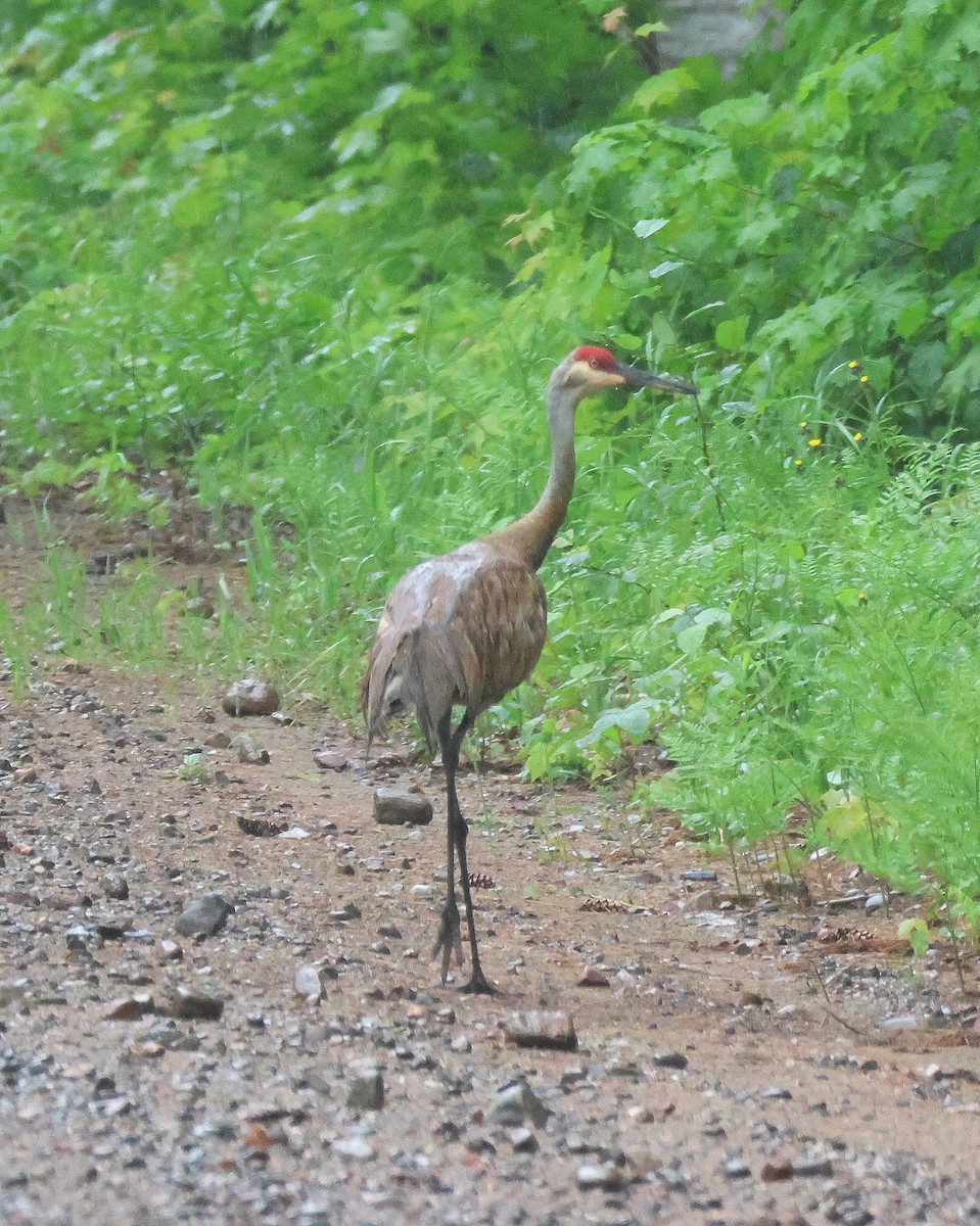 Sandhill Crane - ML620895872