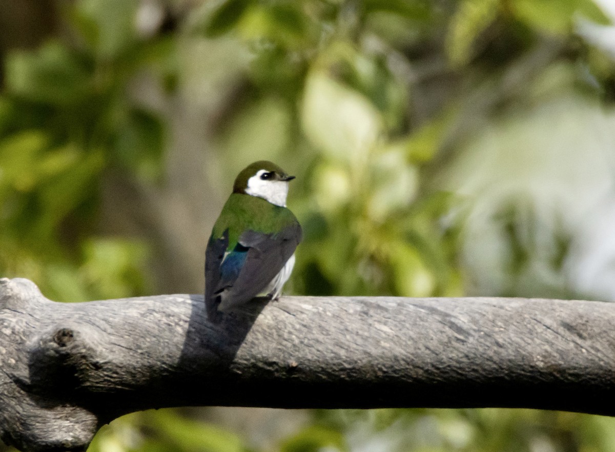 Violet-green Swallow - David Fraide