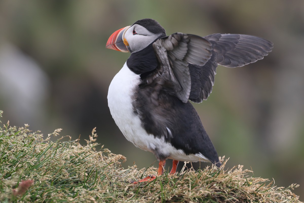 Atlantic Puffin - ML620895890