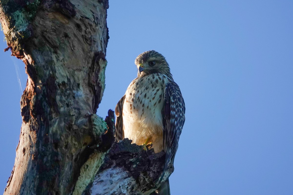 Red-shouldered Hawk - ML620895891