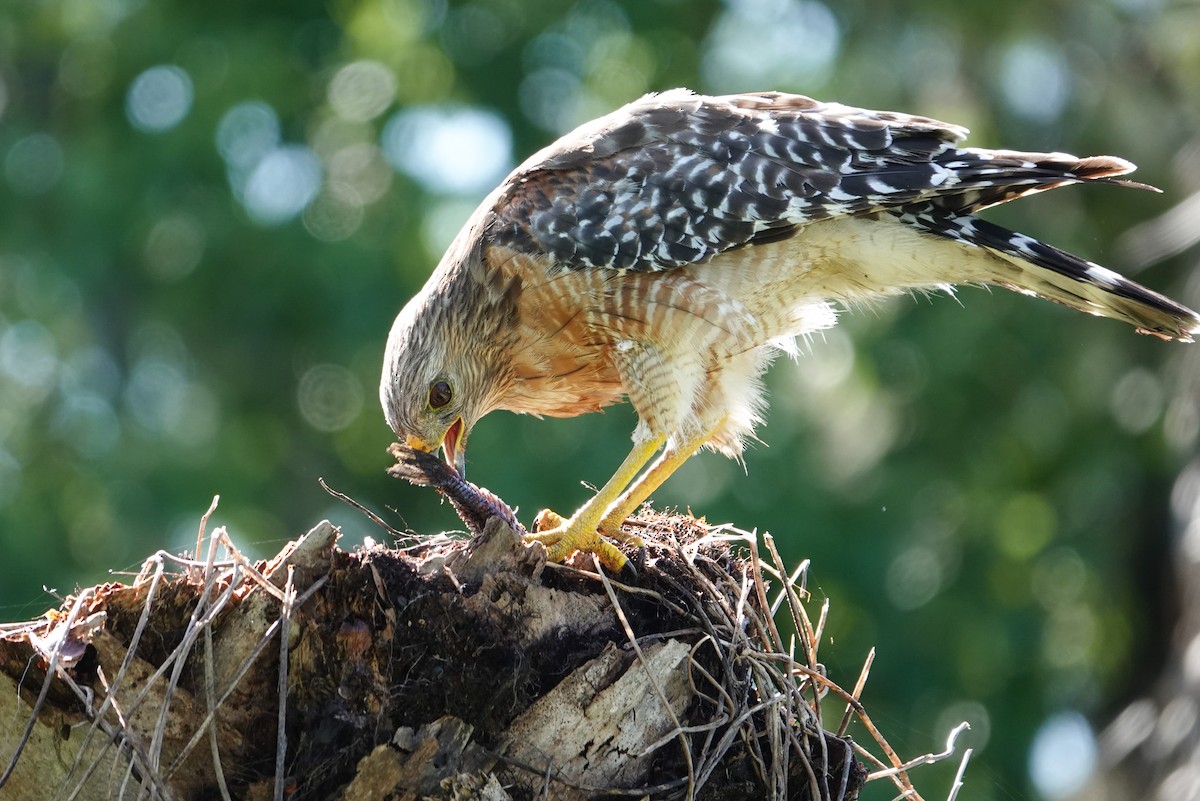 Red-shouldered Hawk - ML620895893