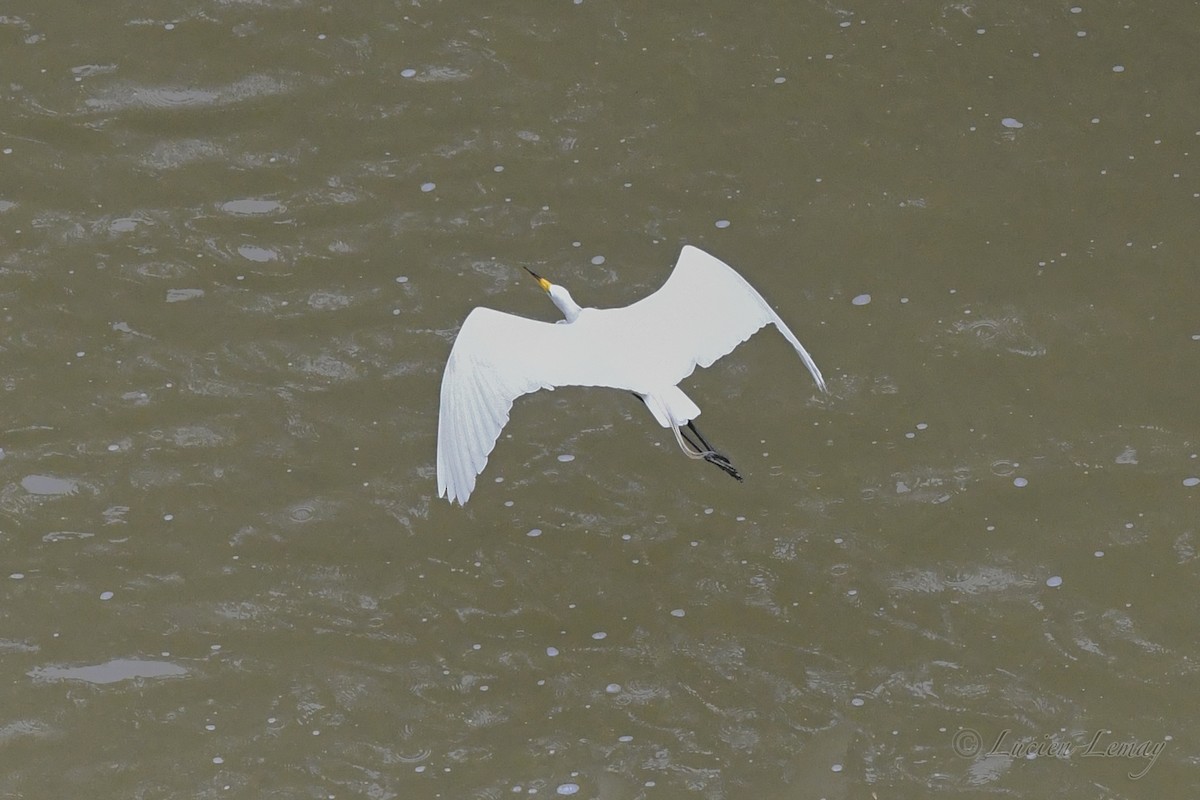 Great Egret - Lucien Lemay