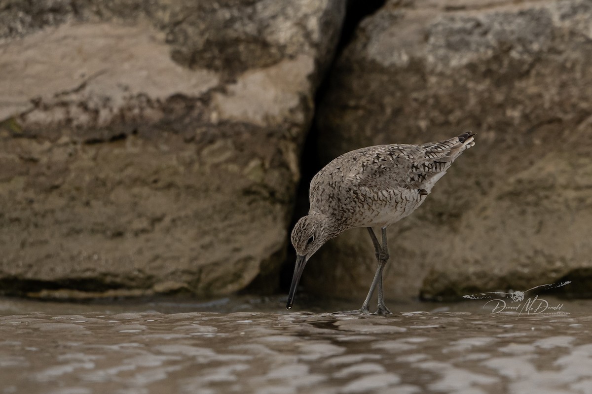 Willet - Demond McDonald