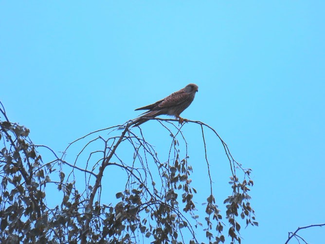 Eurasian Kestrel - ML620895896