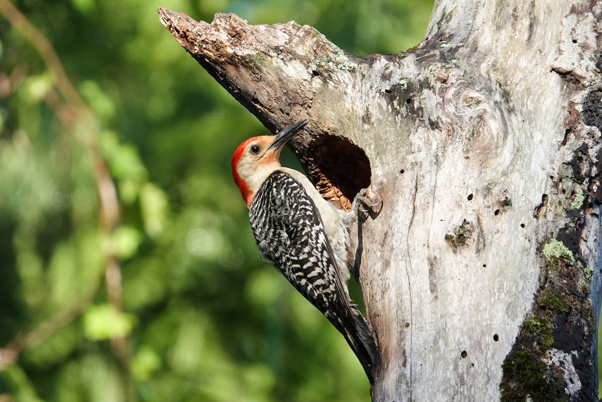 Red-bellied Woodpecker - ML620895899