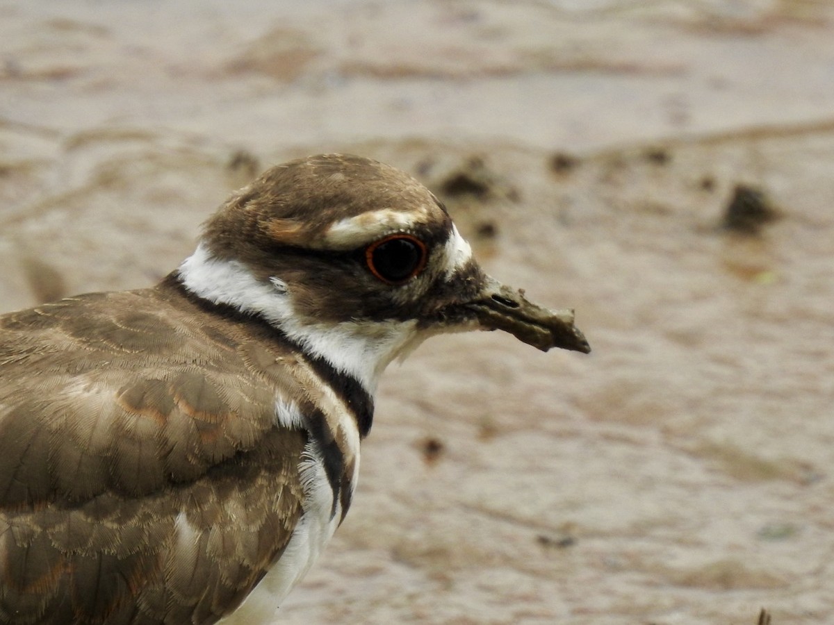 Killdeer - ML620895901