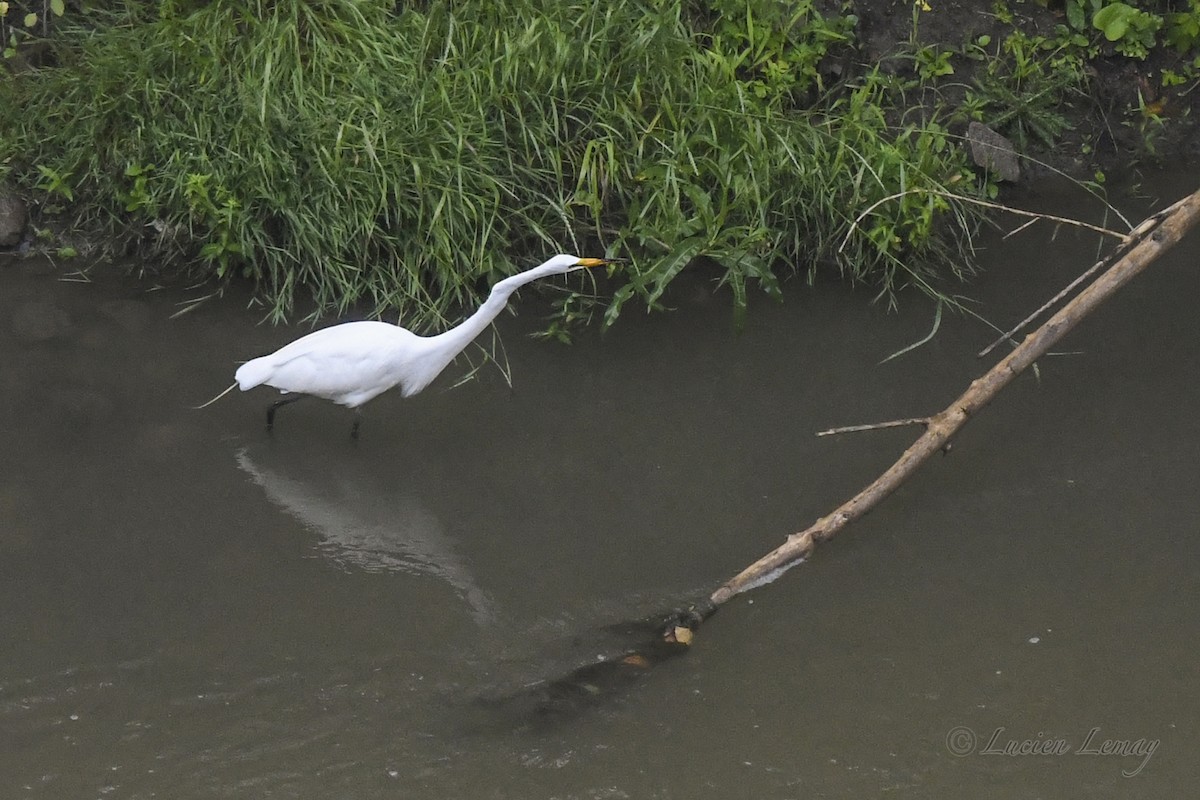 Great Egret - ML620895903