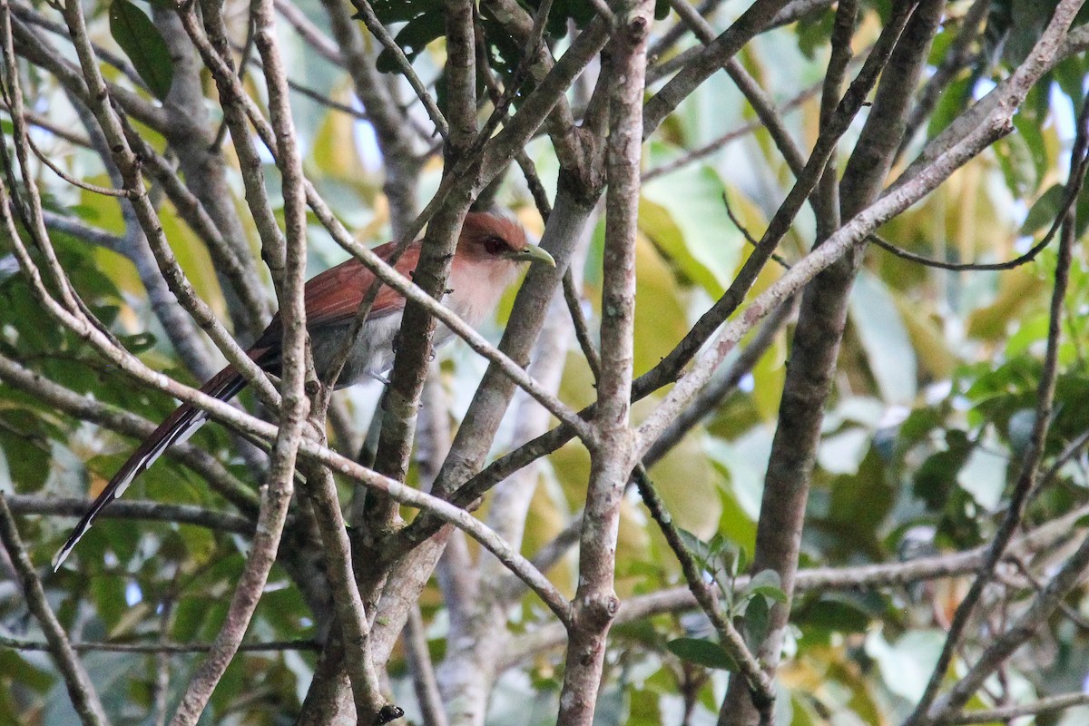 Squirrel Cuckoo (Amazonian) - ML620895907