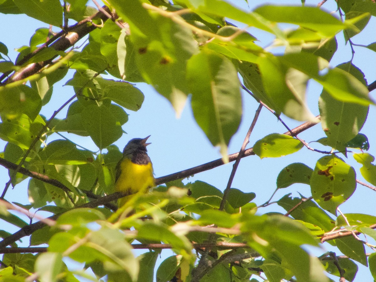 Mourning Warbler - ML620895908