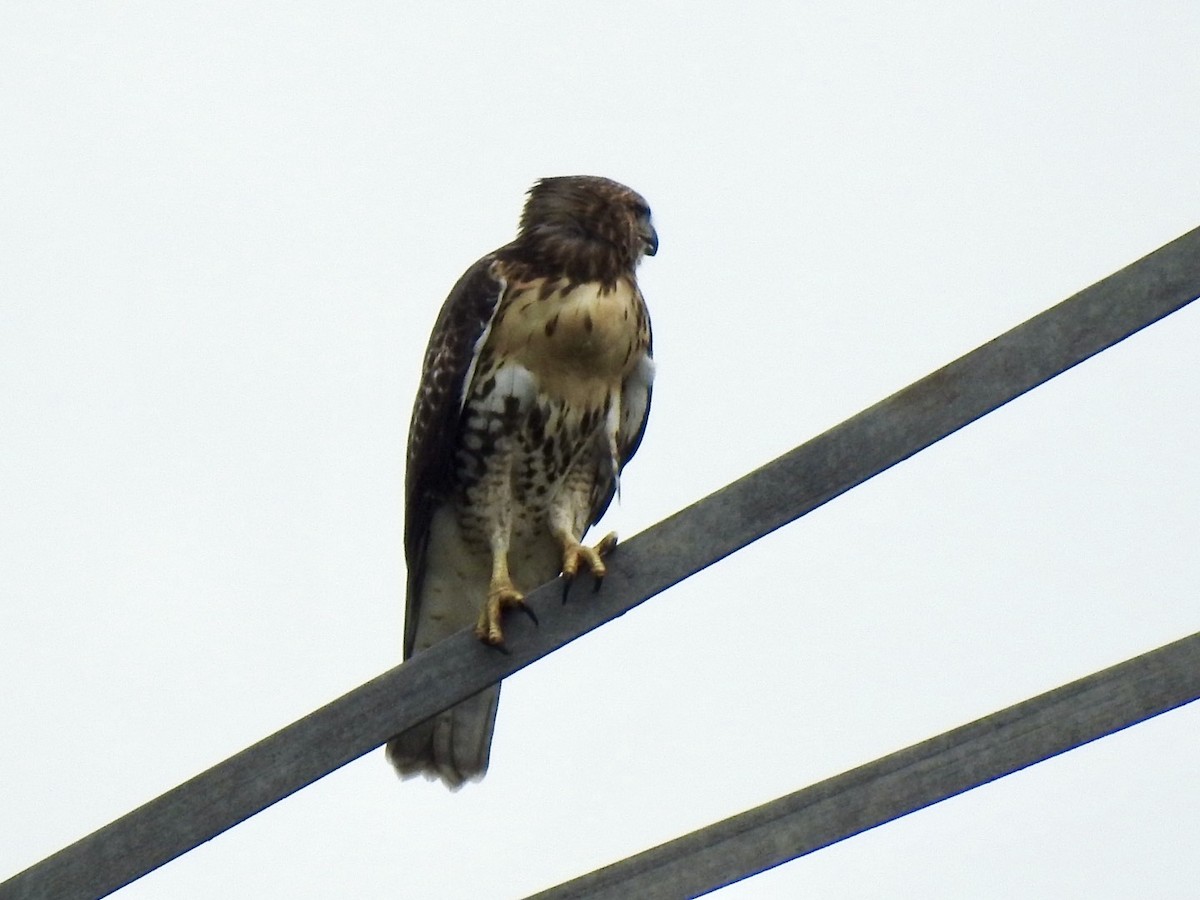 Red-tailed Hawk - ML620895910