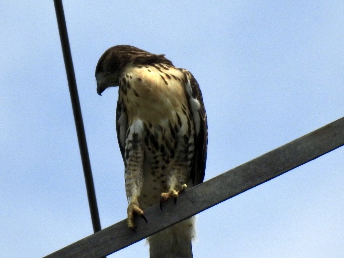 Red-tailed Hawk - ML620895911