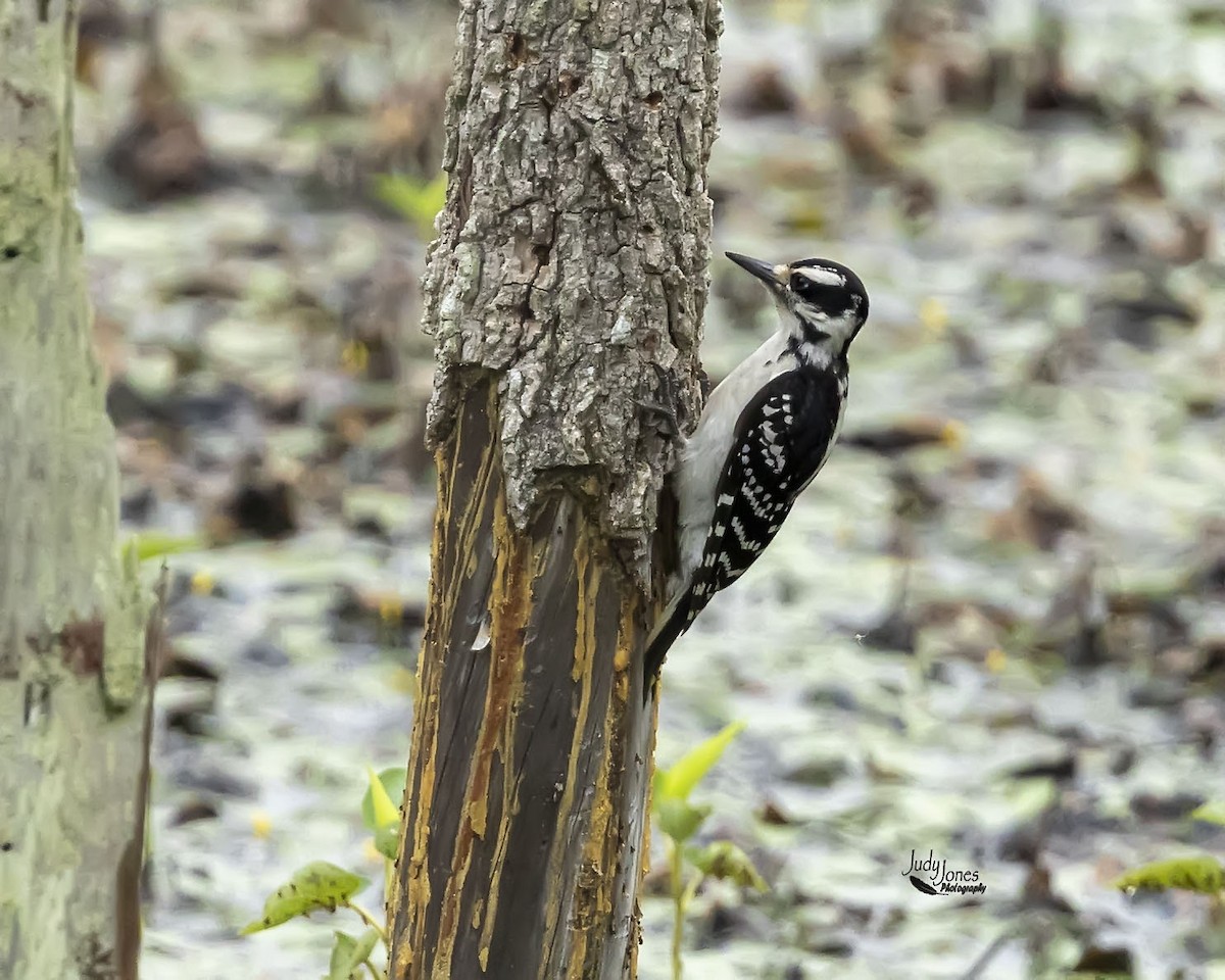 Hairy Woodpecker - ML620895913