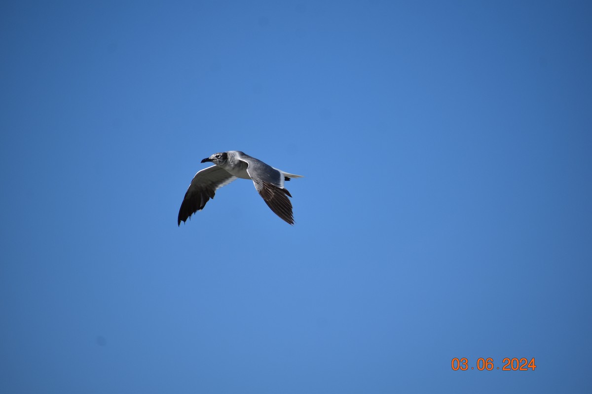 Laughing Gull - John Cassell