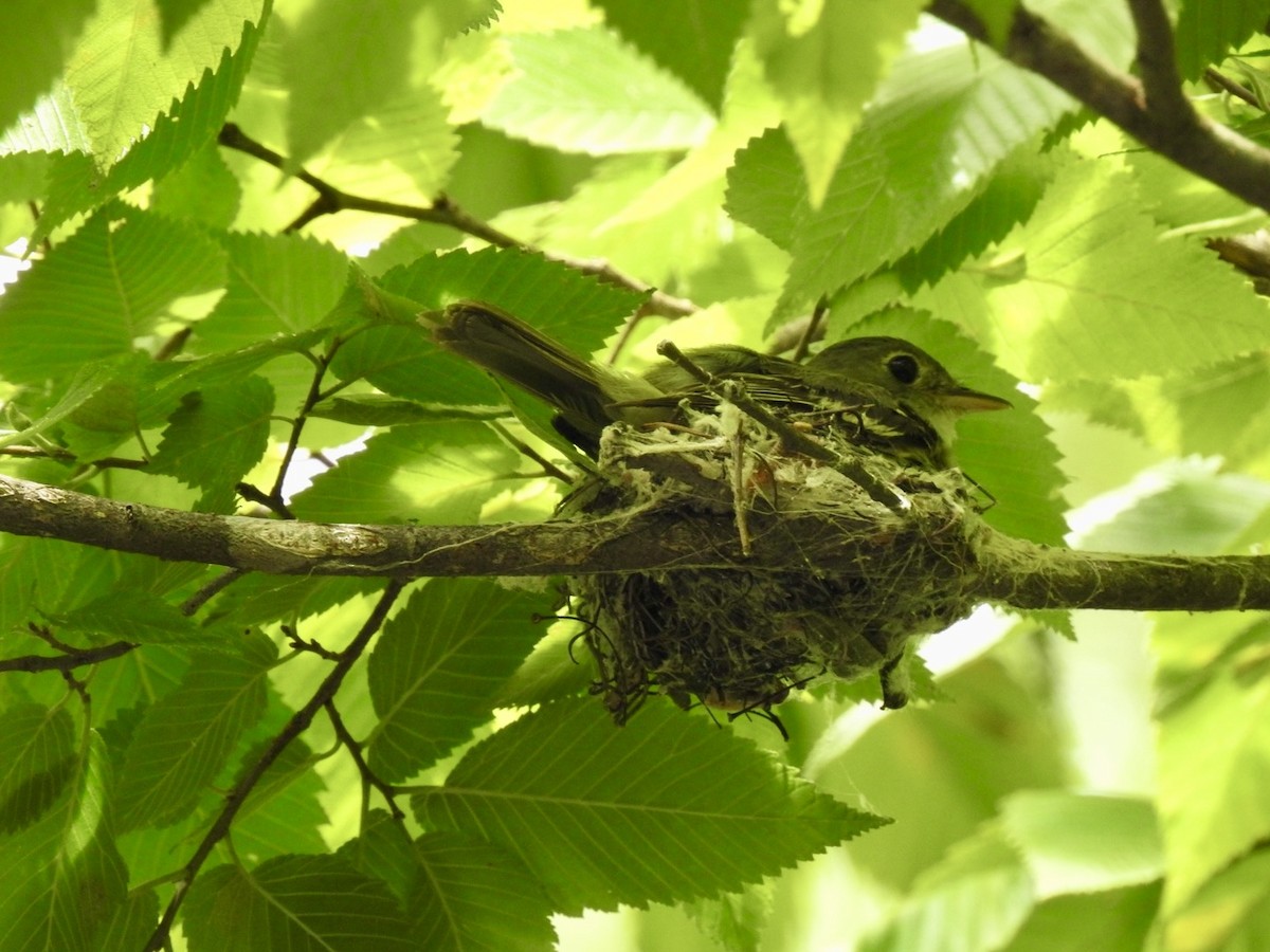 Acadian Flycatcher - ML620895916