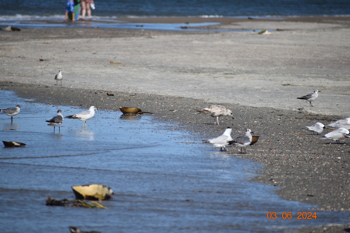 Ring-billed Gull - ML620895918