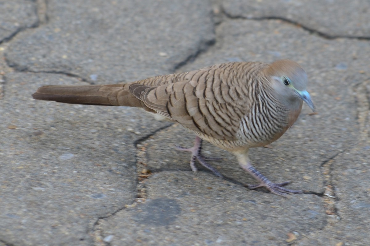 Zebra Dove - ML620895919