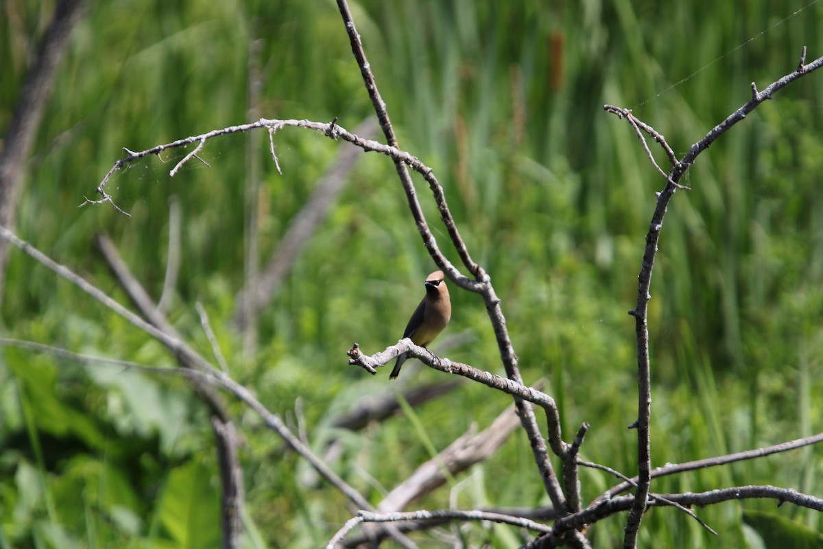 Cedar Waxwing - ML620895920