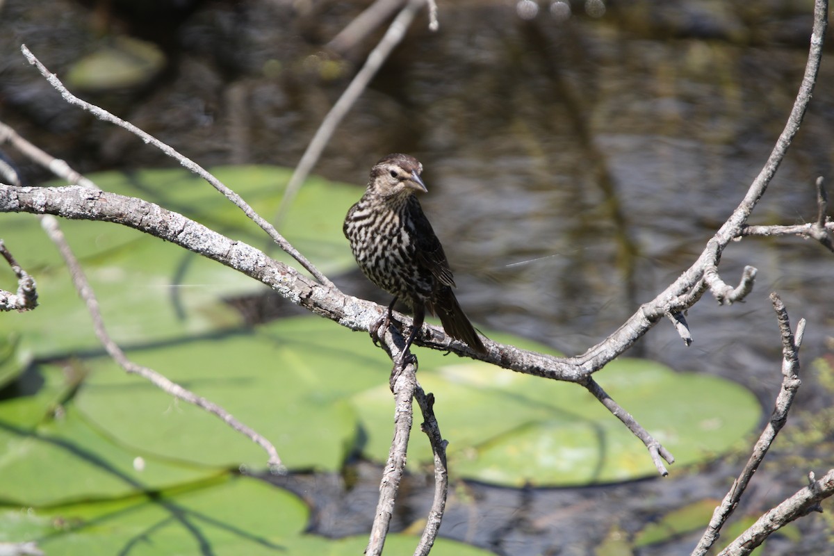 Red-winged Blackbird - ML620895928